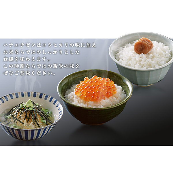 令和六年度産 福井県産ハナエチゼン 15kg(5kg×3） | 激安の新品