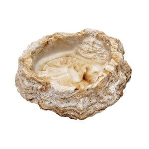 その他爬虫類・両生類用品