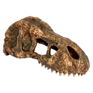 その他爬虫類・両生類用品