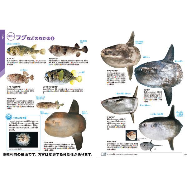 ＨＹ＞魚/Ｇａｋｋｅｎ（単行本） HY＞魚/Gakken（単行本） さかな (ふしぎ・びっくり