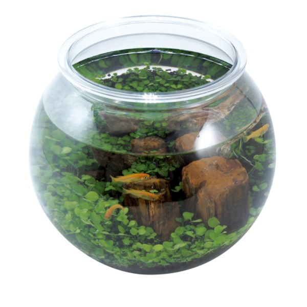 オリジナル手造りメダカ鉢 オリジナル手造り一品物めだか鉢 ‼️ コトブキ工芸 暮らしにメダカ